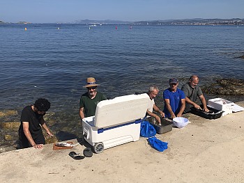 Préparation des poissons pour la bouillabaisse 