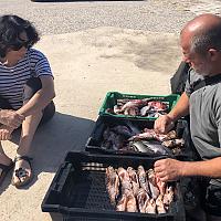 Préparation des poissons pour la bouillabaisse 